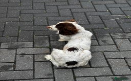 Cocker Spaniel dogs for sale: Cocker spaniel  - Image 6