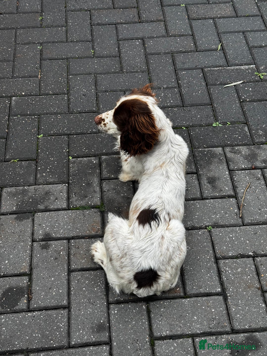 Cocker Spaniel dogs for sale: Cocker spaniel  - Image 6