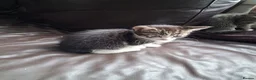 Mixed Breed cats for sale: 3 boys for sale in Merthyr Tydfil - Advert 6