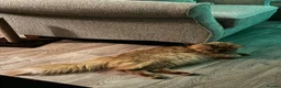 Maine Coon cats for sale: Majestic Fire Maine Coon Kittens - Advert 6