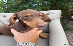 Mixed Breed dogs for sale: Daschund X Jack Russell Puppies  - Image 8