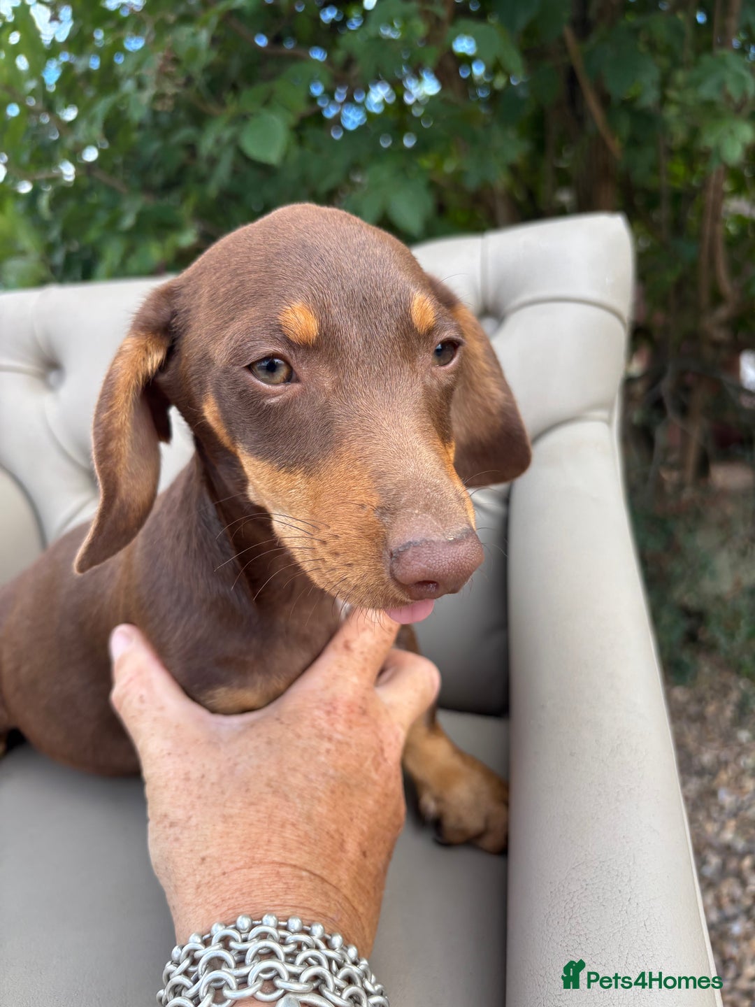 Mixed Breed dogs for sale: Daschund X Jack Russell Puppies  - Image 8