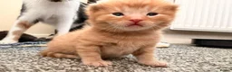 Mixed Breed cats for sale: 6 Kittens - Advert 6