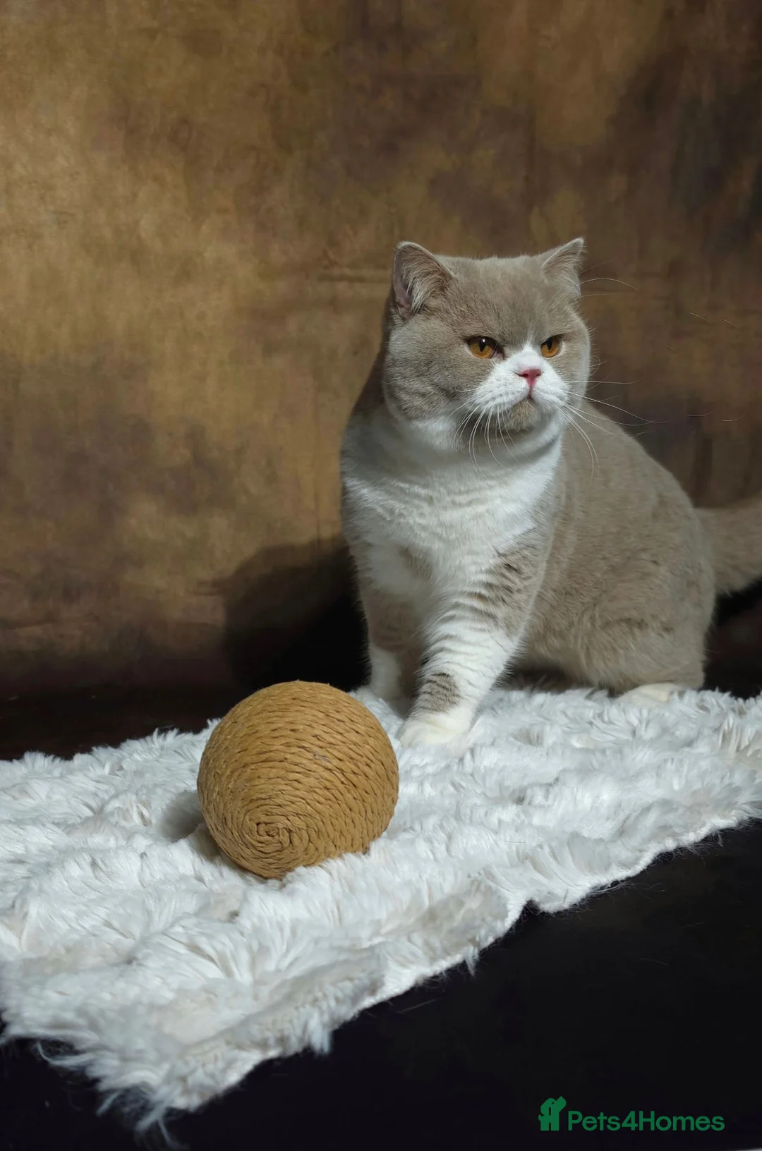 British Shorthair cats for stud: Fawn bi Stud -Limited queens .GCCF/TICA  - Advert 1