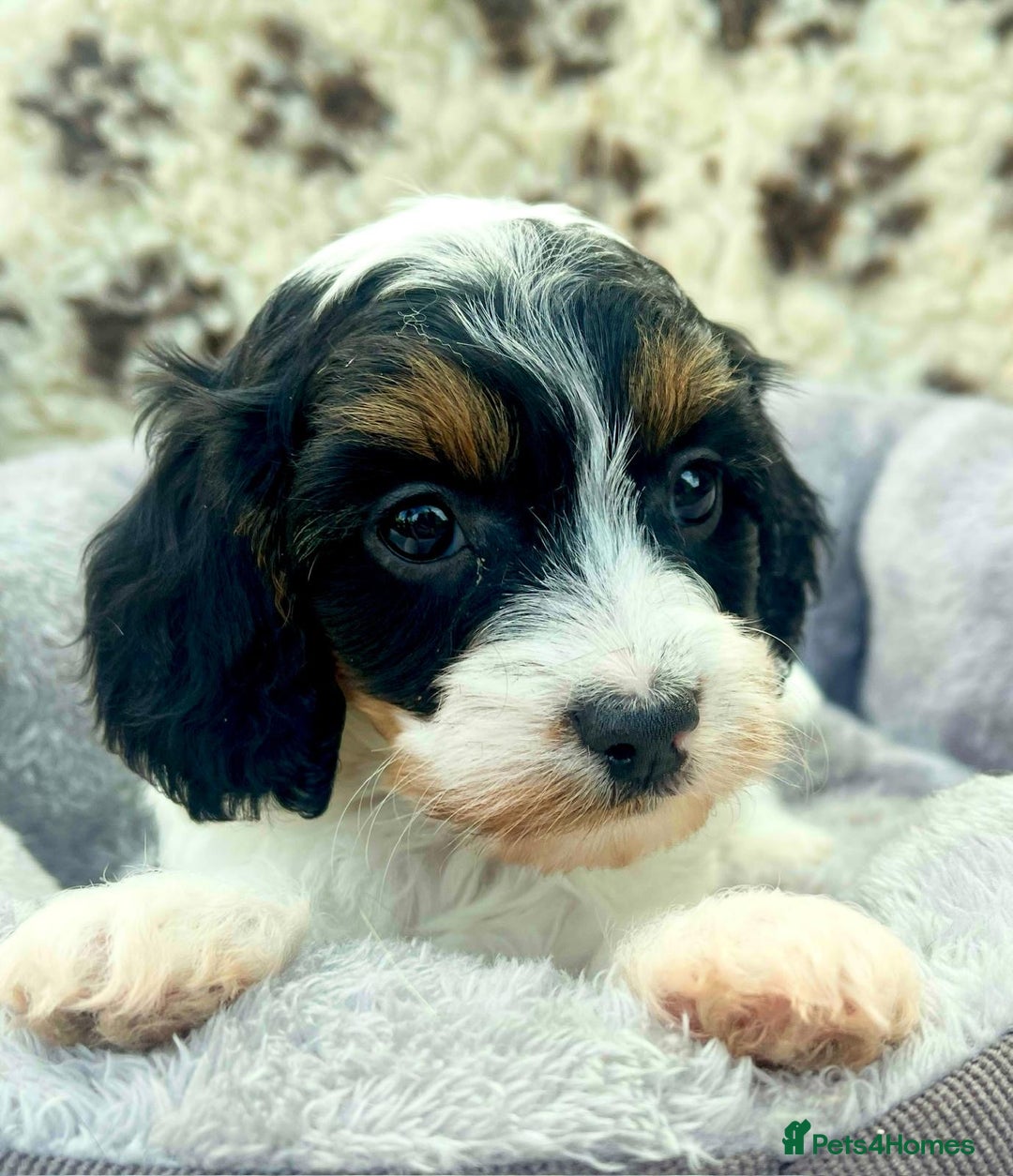 Cavapoo dogs for sale: Toy Cavapoo puppies  - Image 8