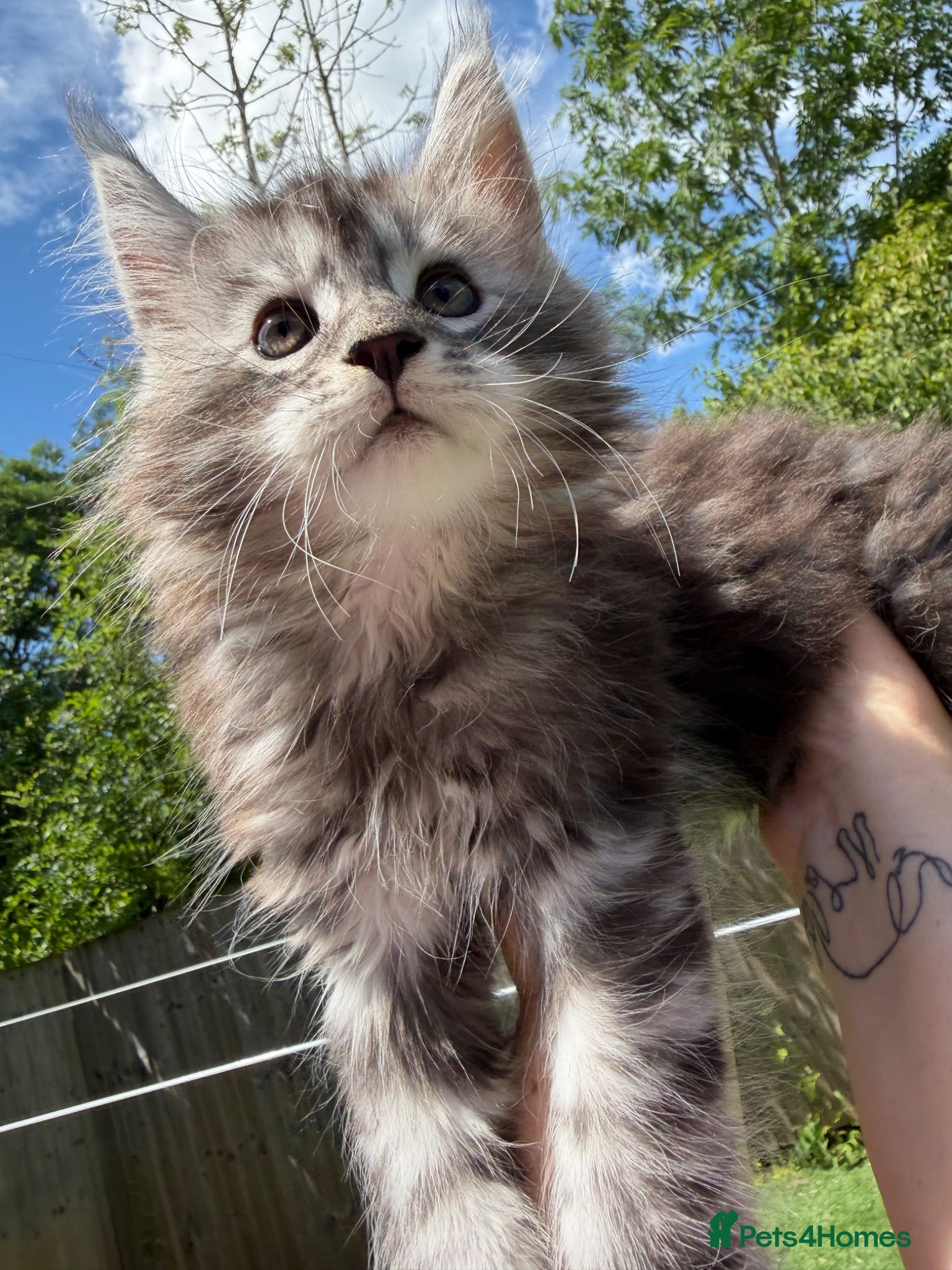Maine Coon cats Champion blood line Mainecoon kittens  - Advert 2