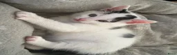 Domestic Shorthair cats for sale: Lovely kittens  - Advert 8