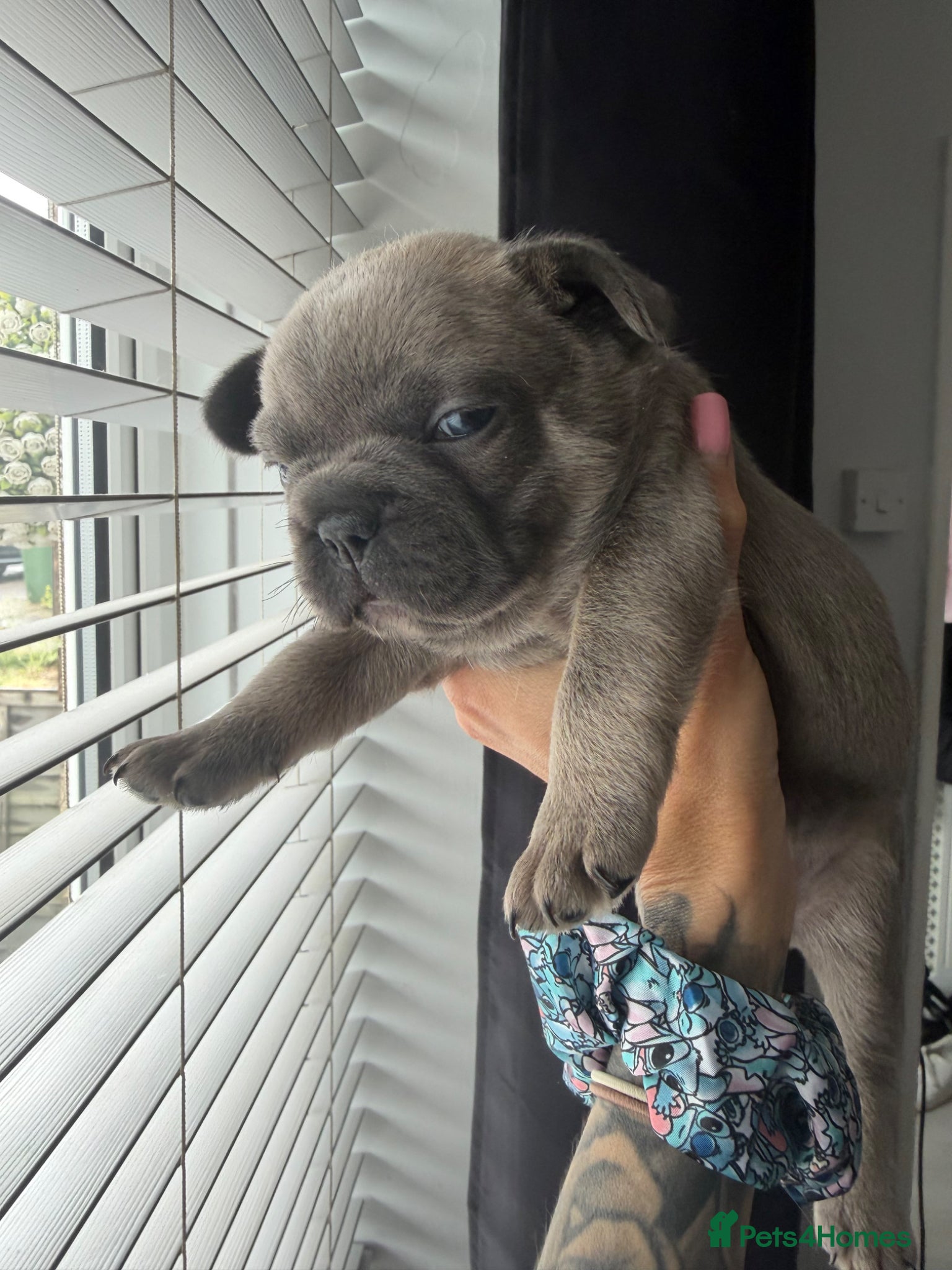 🐾 Stormi 🐾