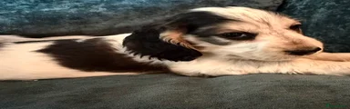 Cocker Spaniel 5