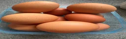 Hens poultry for sale: Hybrid lying eggs hens  - Advert 4
