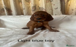 Irish Setter dogs for sale: Irish Setter Puppies 💜 - Image 29
