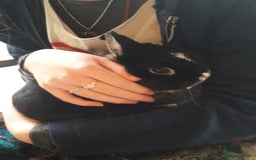 Netherland Dwarf rabbits for sale: Gorgeous bonded pair of 2 yr old Netherland Dwarfs - Image 5