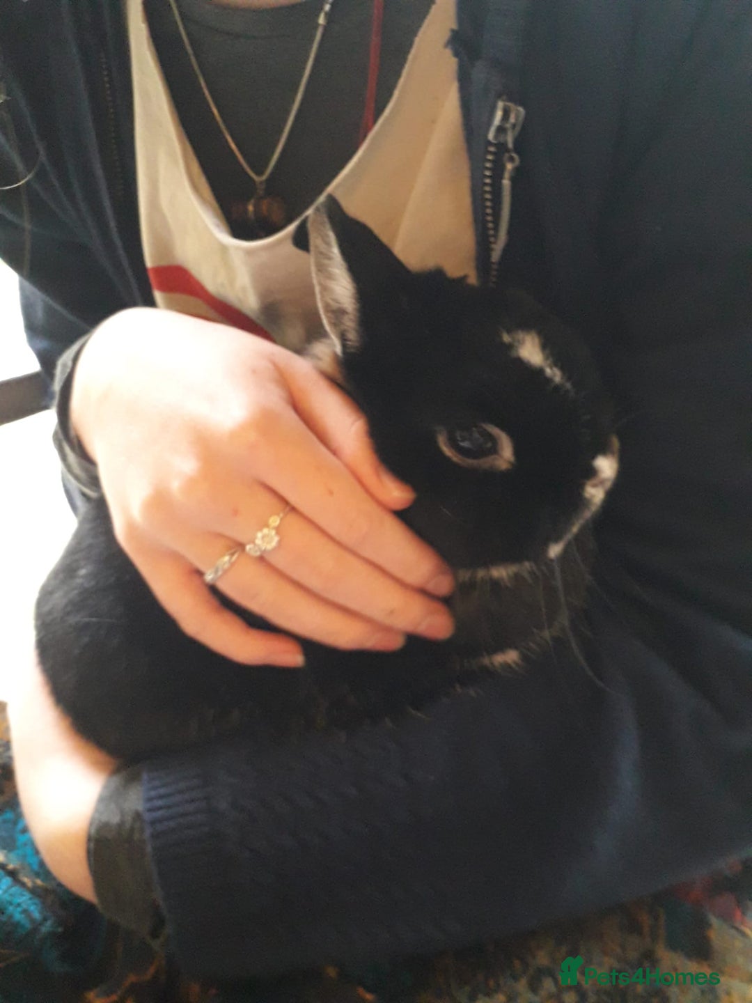 Netherland Dwarf rabbits for sale: Gorgeous bonded pair of 2 yr old Netherland Dwarfs - Image 5