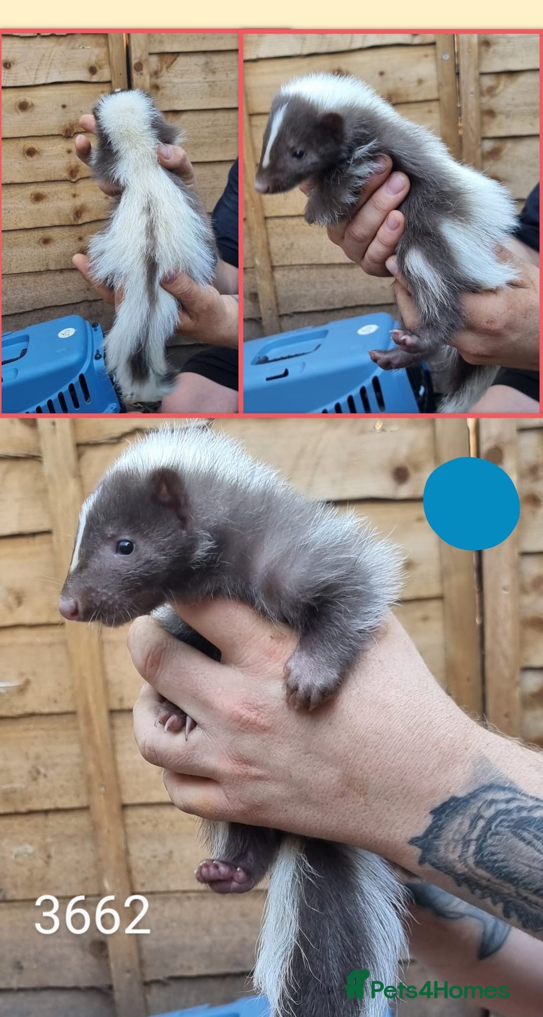 Mixed Breed rodents for sale: Beautiful Skunks for sale  - Image 2