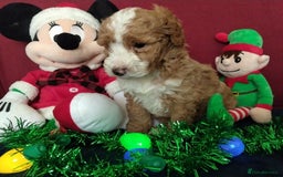 Cockapoo dogs for sale: * 1 Left* Beautiful Unique Cockapoo Puppies - Advert 2