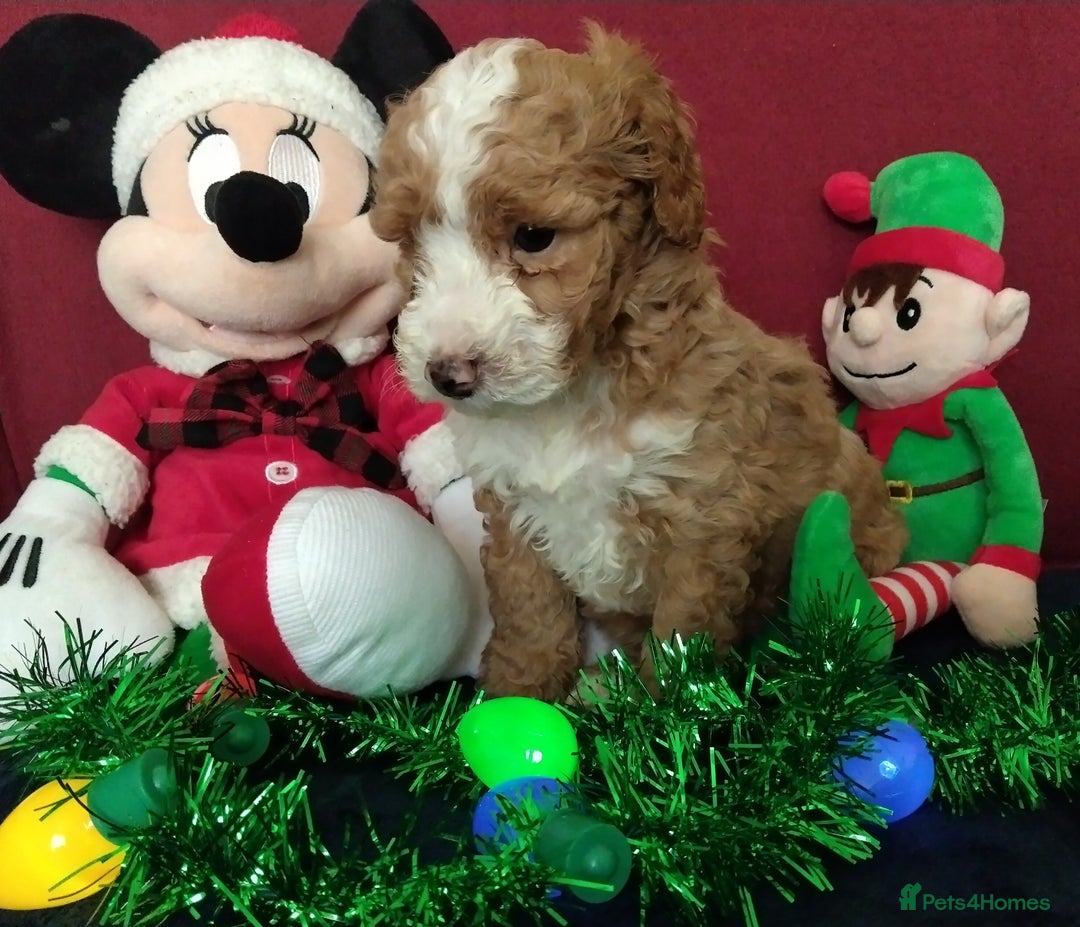 Cockapoo dogs for sale: * 1 Left* Beautiful Unique Cockapoo Puppies - Advert 2