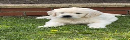 Golden Retriever dogs for sale: Male Cream golden retriever pup ready now - Advert 2