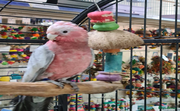 Cockatoo birds for sale - Advert 2