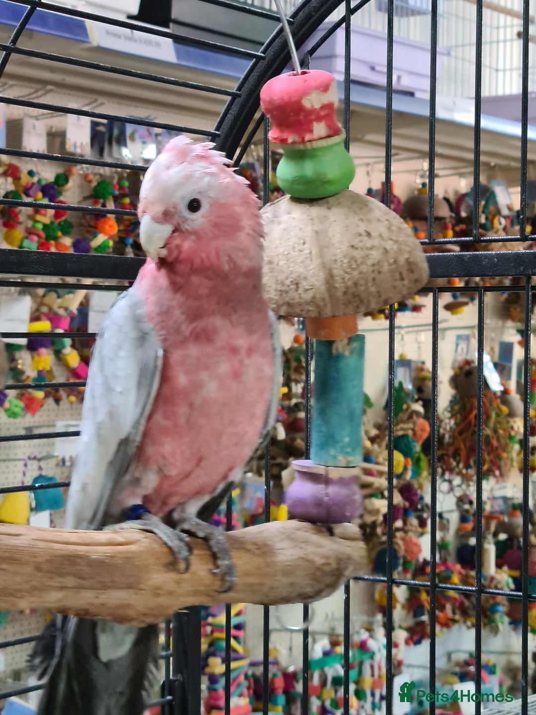 Cockatoo birds for sale: Hand Reared Galah Cockatoos available now - Image 1