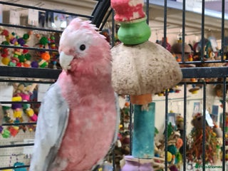 Cockatoo birds - Advert 4