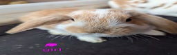 English Lop rabbits for sale: Lop mixed dot baby rabbits  - Advert 3