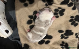 Mixed Breed dogs for sale: American bull staff puppies  - Image 14