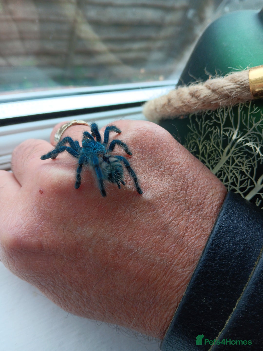 Spiders invertebrates for sale: Caribena Versicolor 5+cm grown on spiderlings - Image 5