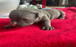 Staffordshire Bull Terrier dogs for sale: Mariusz  - Image 18