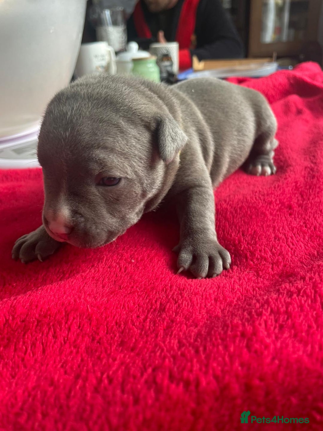 Staffordshire Bull Terrier dogs for sale: Mariusz  - Image 18