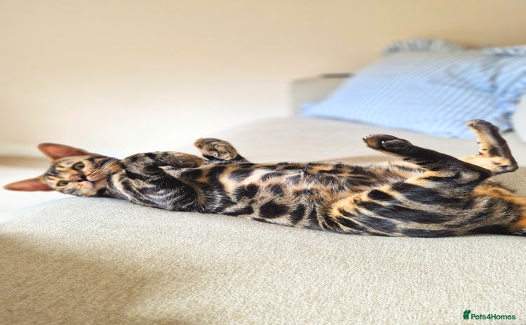 Bengal cats - Advert 4