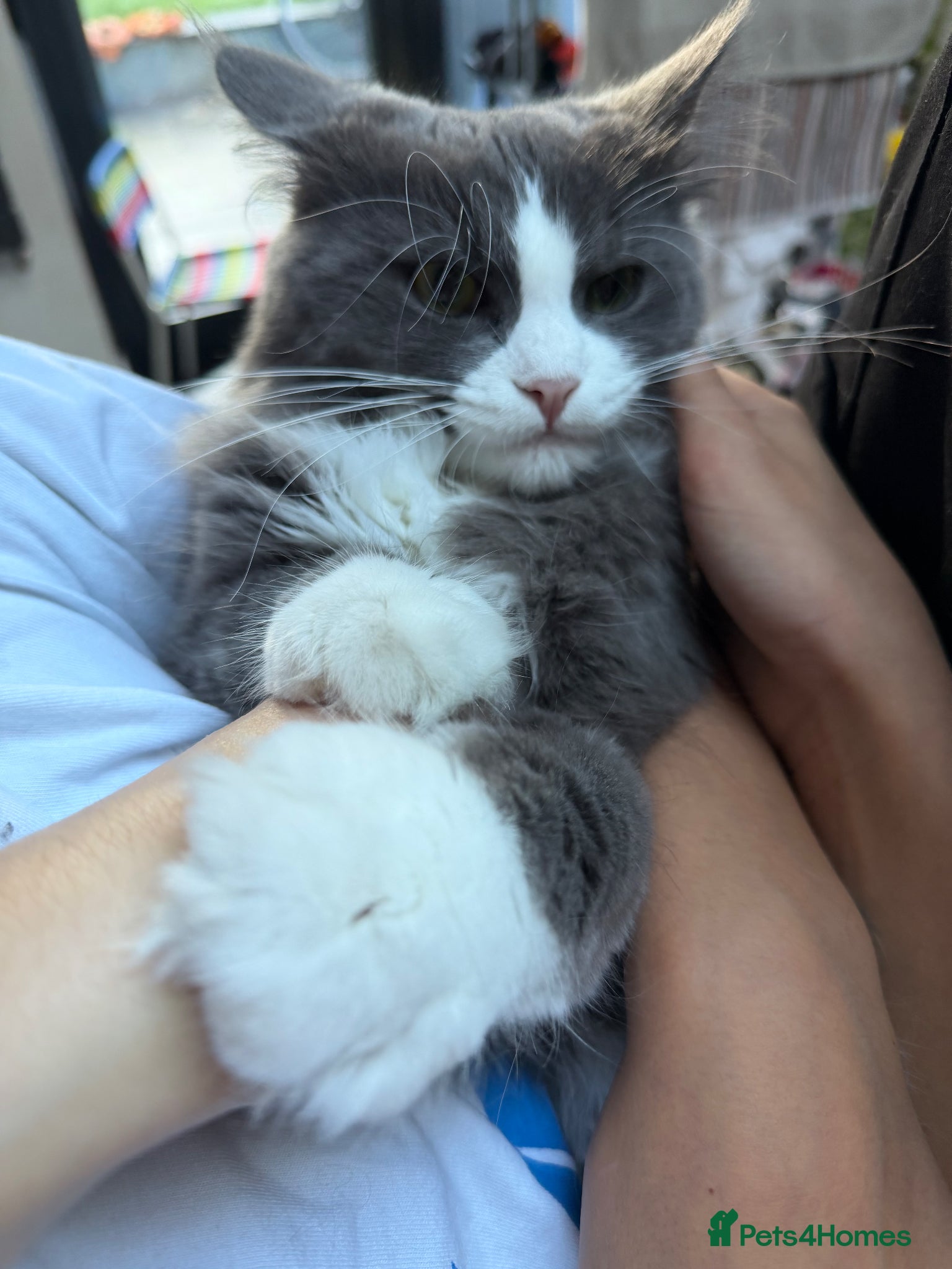Maine Coon cats for sale: Sadly rehoming our lovely Maine Coon - Advert 8