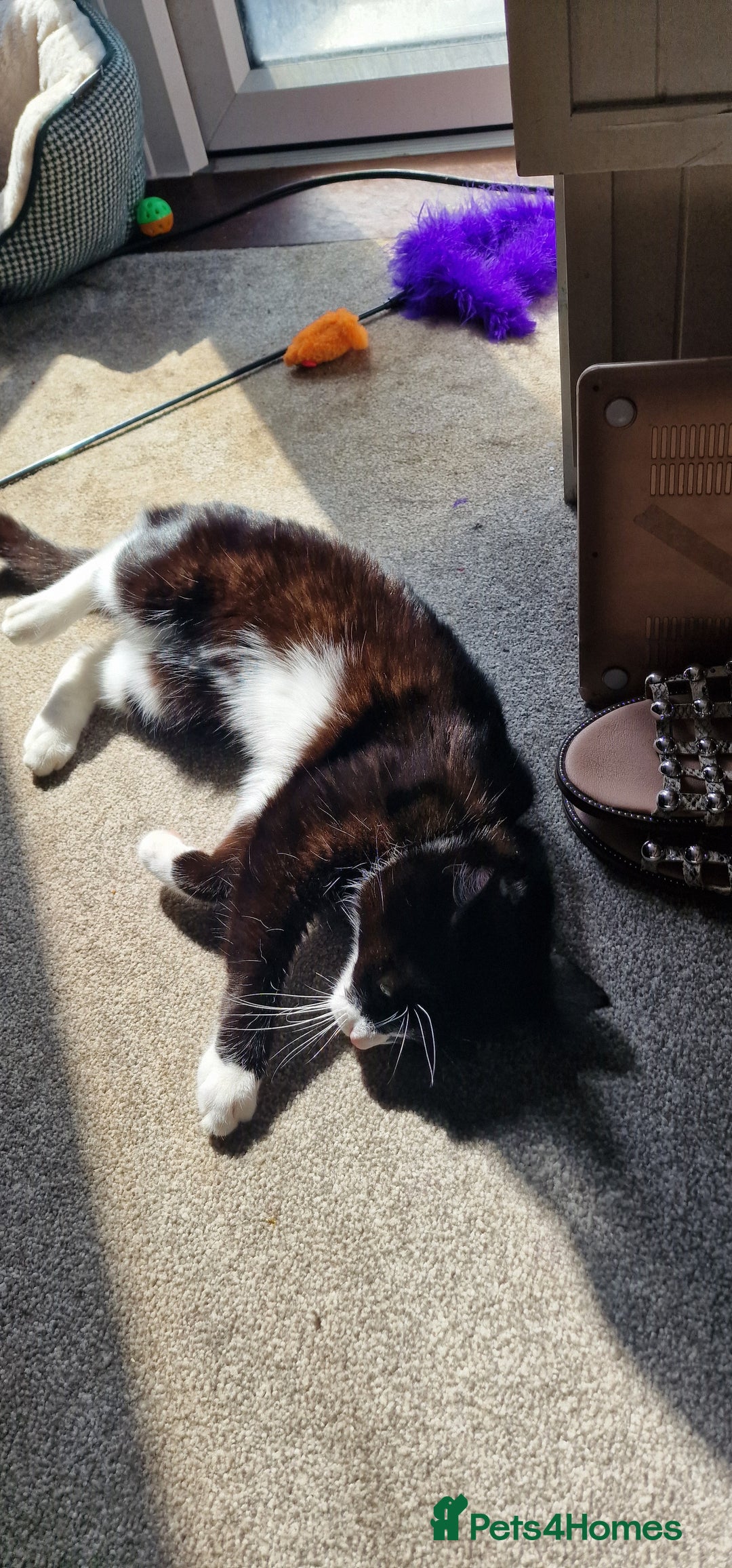 Mixed Breed cats for sale: Adopt little miss Eevee  - Image 5