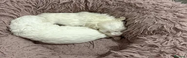 Bichon Frise 2