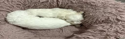 Bichon Frise dogs for sale: Cloud-Soft Paws and a Personality Full of Sunshine - Advert 4