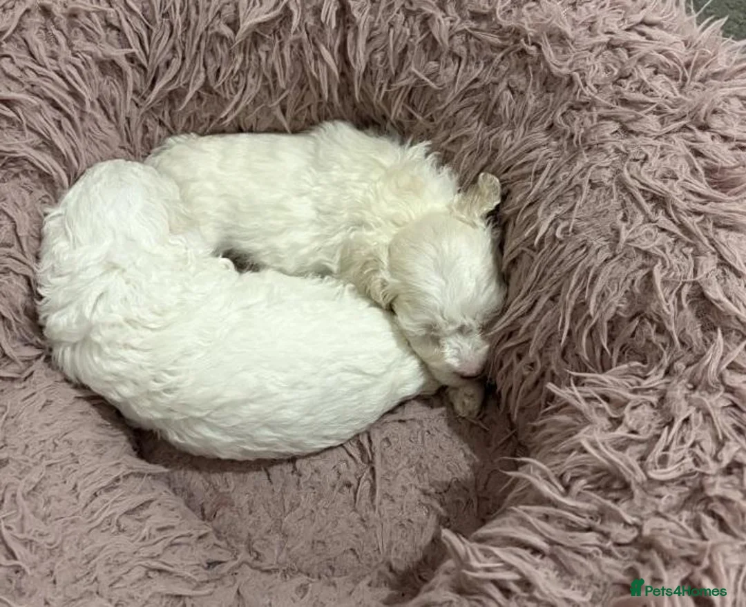 Bichon Frise dogs for sale: Cloud-Soft Paws and a Personality Full of Sunshine - Advert 4