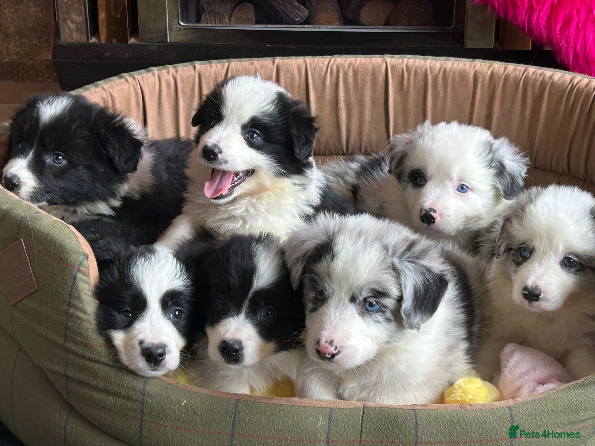 Border Collie dogs Stunning KC Reg Health Tested Border Collies - Advert 4