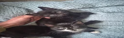 Mixed Breed cats for sale: 5 gorgeous black and white kittens  - Advert 4
