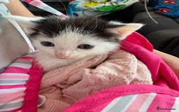 Mixed Breed cats for sale: Black and white kittens  - Image 3
