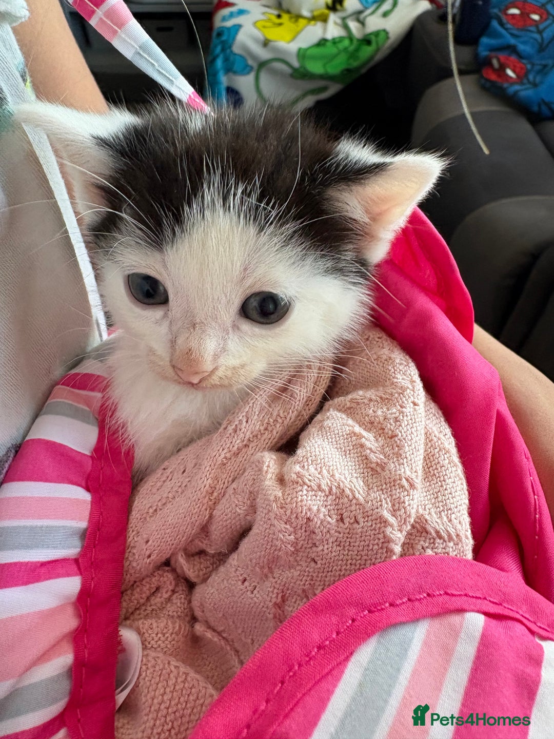 Mixed Breed cats for sale: Black and white kittens  - Image 3