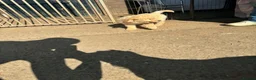 Miniature Poodle dogs for sale: Moyen Poodle puppies *READY NOW* - Advert 7