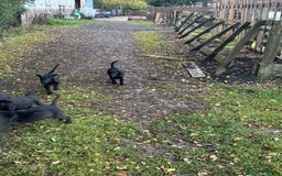 Labrador Retriever dogs for sale: 5 Labrador puppies for sale  - Image 7