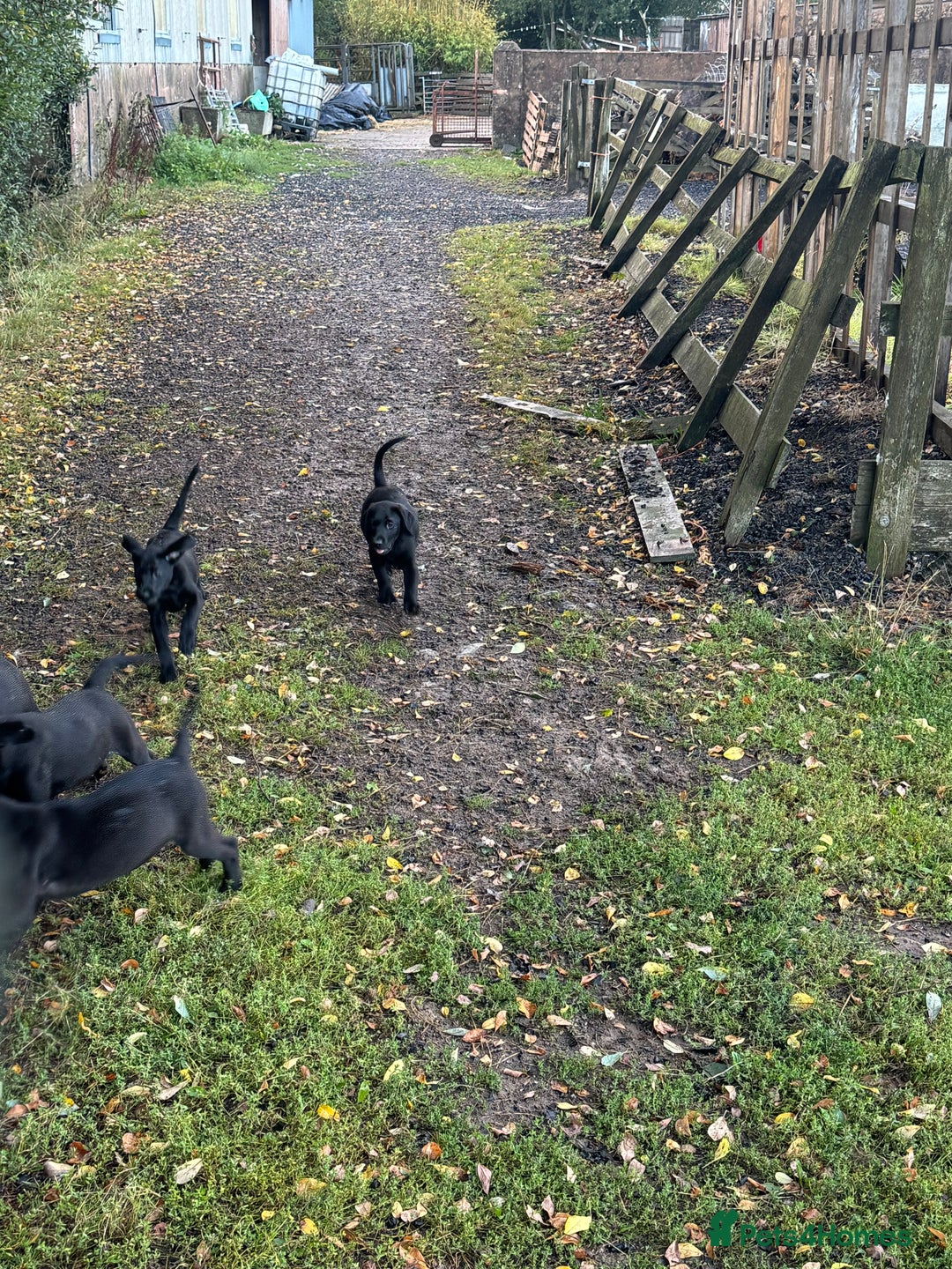 Labrador Retriever dogs for sale: 5 Labrador puppies for sale  - Image 7