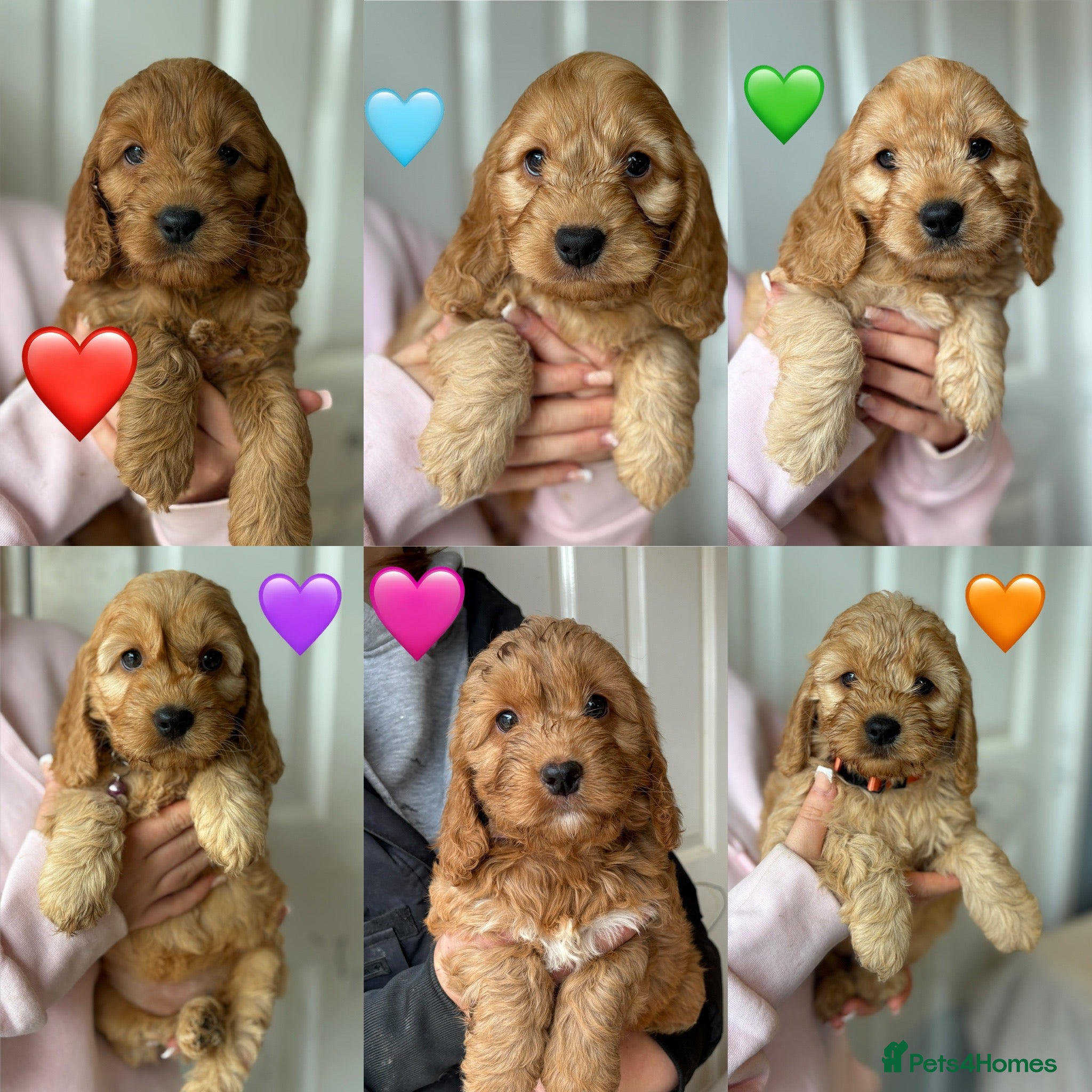 Cockapoo dogs 6 Outstanding F1 Miniature Cockapoos - Advert 2