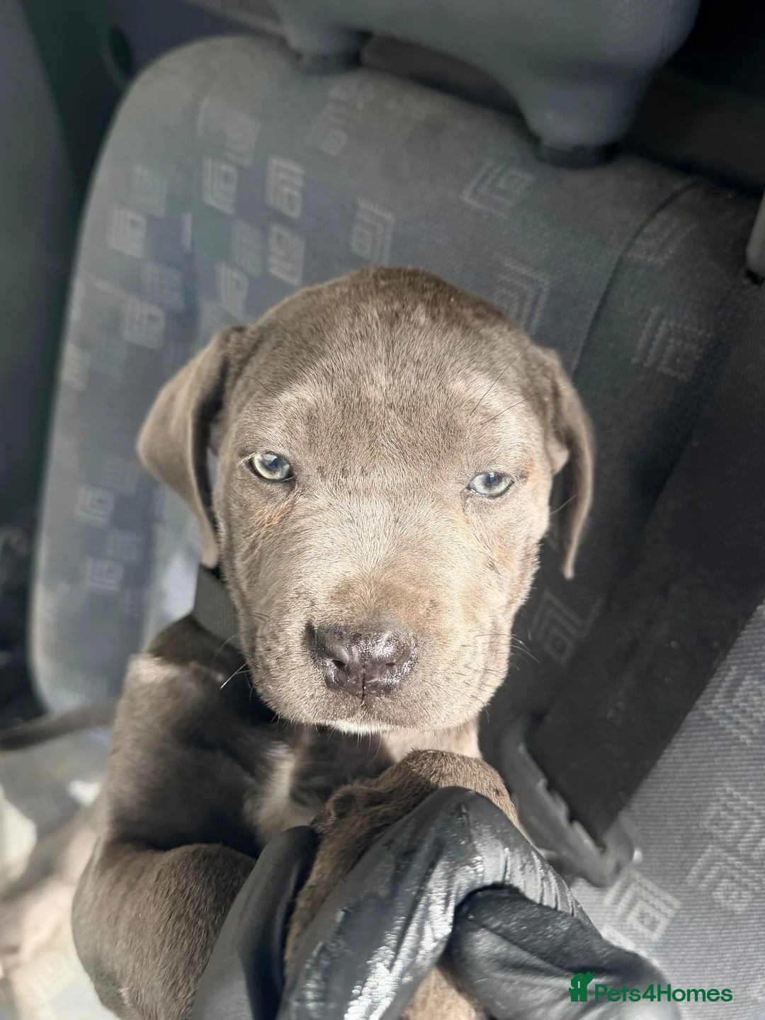 Cane Corso dogs for sale: Female cane corso - Advert 2