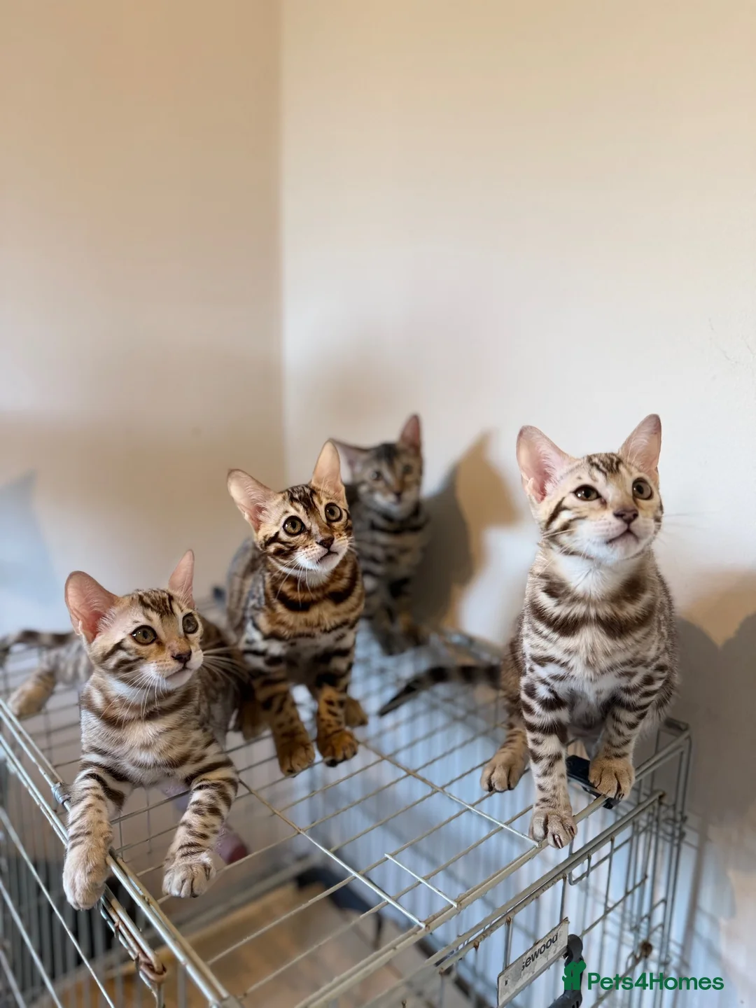 Bengal cats for sale: TICA, GCCF Champion Bloodline Bengal Kittens in London - Advert 2