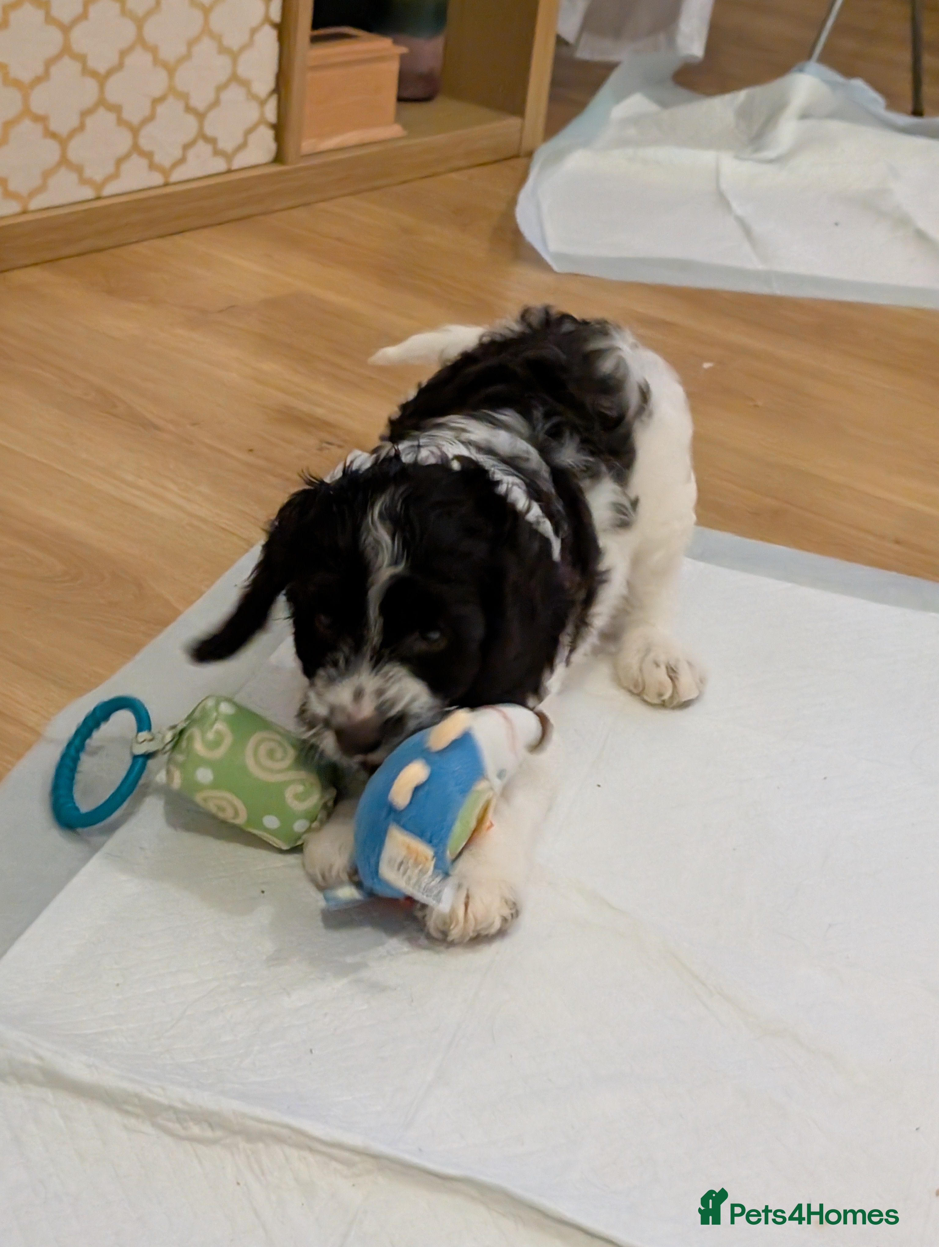 Cockapoo dogs Three Male Cockapoo & Three Female pups - Advert 12