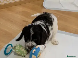 Cockapoo dogs Three Male Cockapoo & Three Female pups - Advert 12