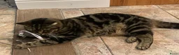 Mixed Breed cats for sale: Beautiful British short/longhaired cat  - Advert 5