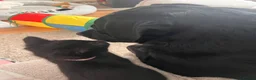 Mixed Breed cats for sale: 4 Adorable playful black kittens. Litter trained  - Advert 24