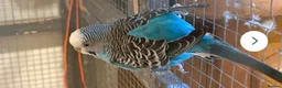 Budgerigars birds for sale: Young female budgies for sale  - Advert 8